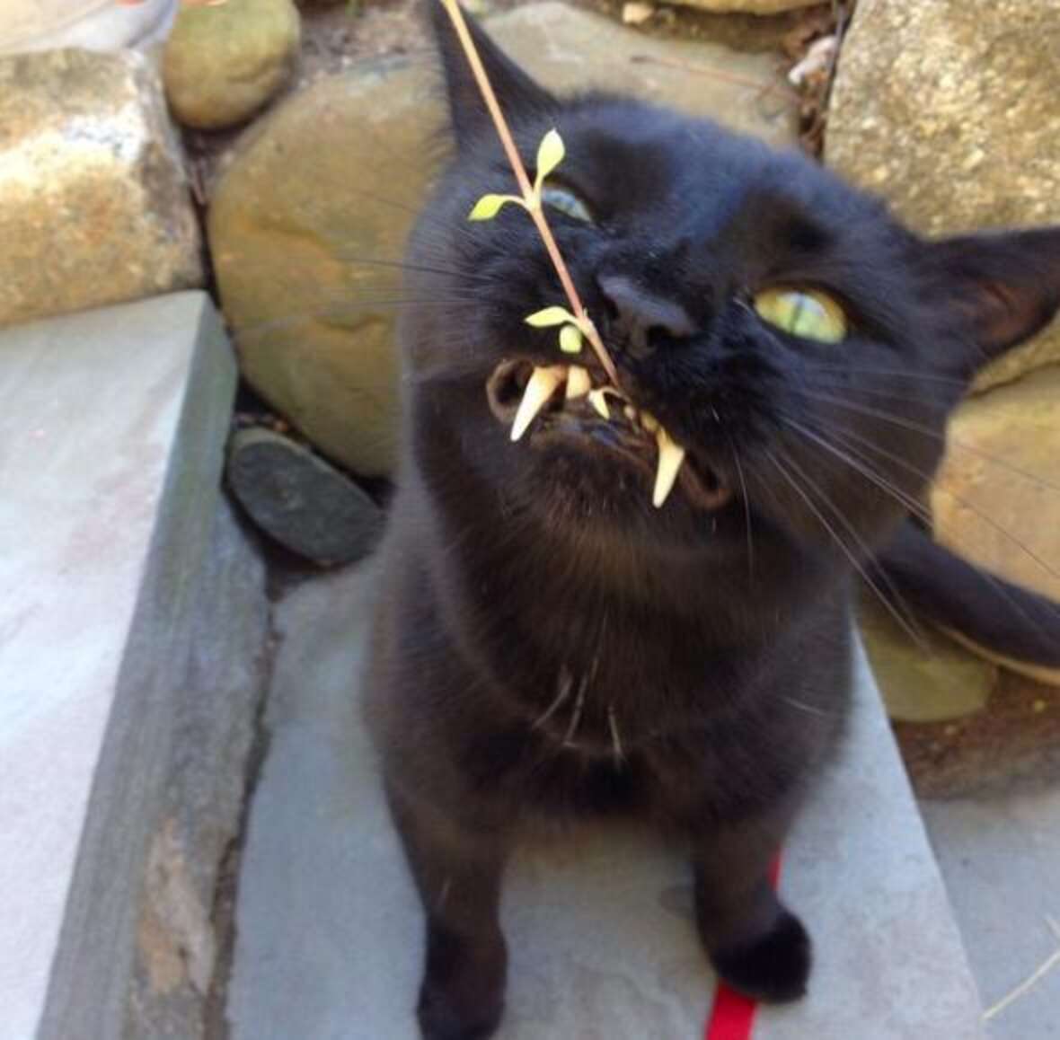 Кот оказался вампиром. Кот вампир Монк. Кошка с большими клыками. Черный кот с клыками.