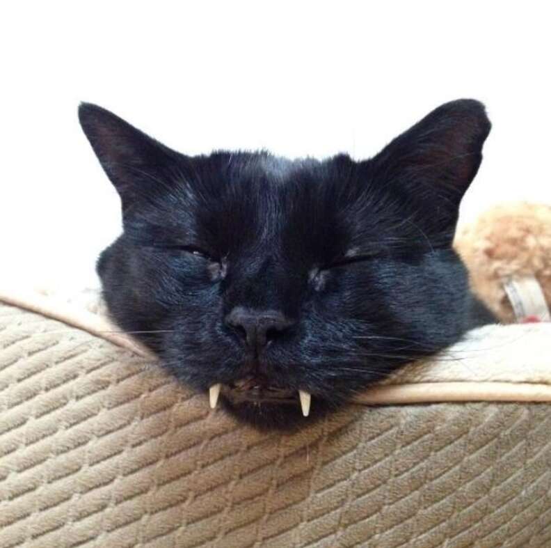 Cat with large store teeth