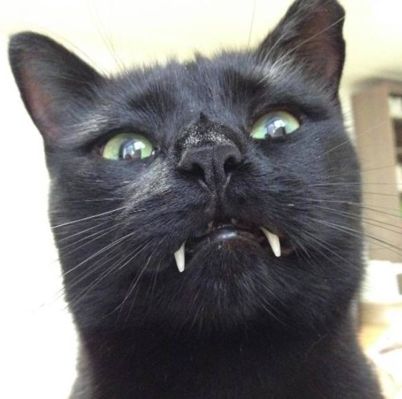 Cat With Vampire Teeth Completely Won Over The Woman Who Saved Him The Dodo