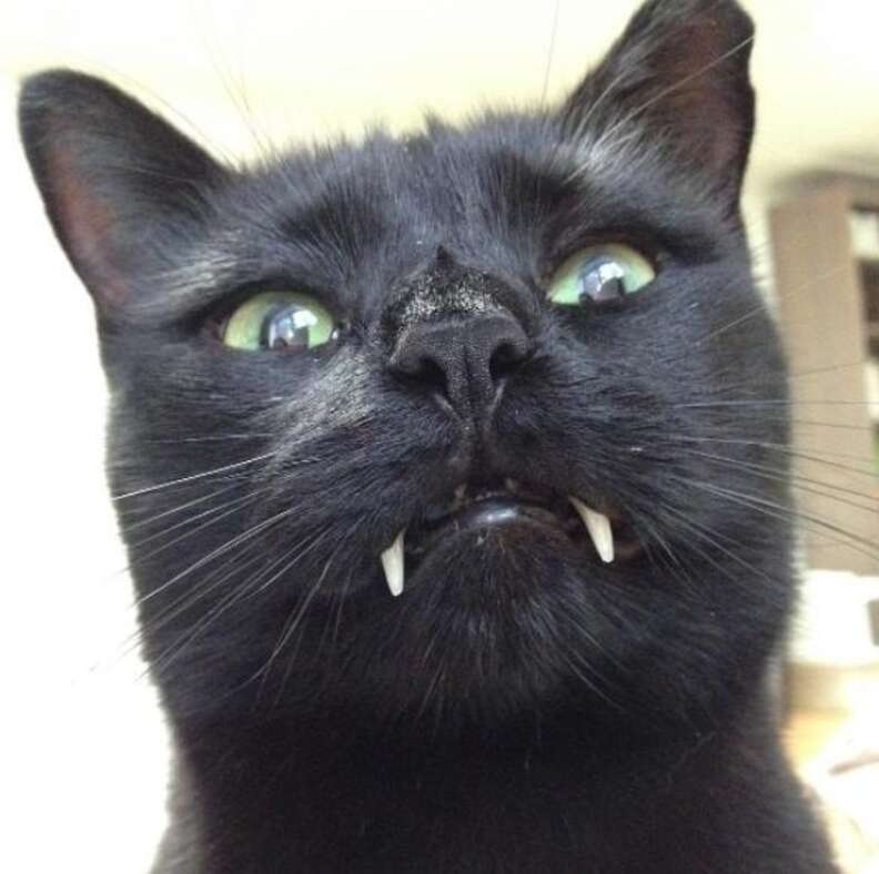 Cat with hot sale large teeth