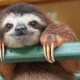 8 Awesome Things You Didn’t Know About Sloths