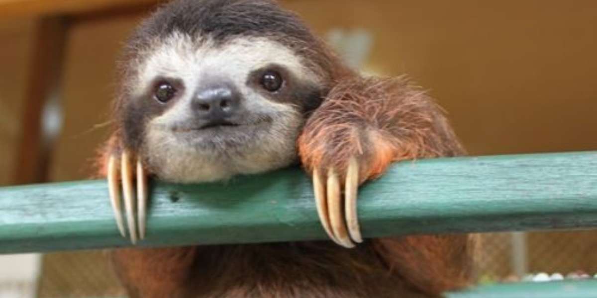 8 Awesome Things You Didn't Know About Sloths - The Dodo