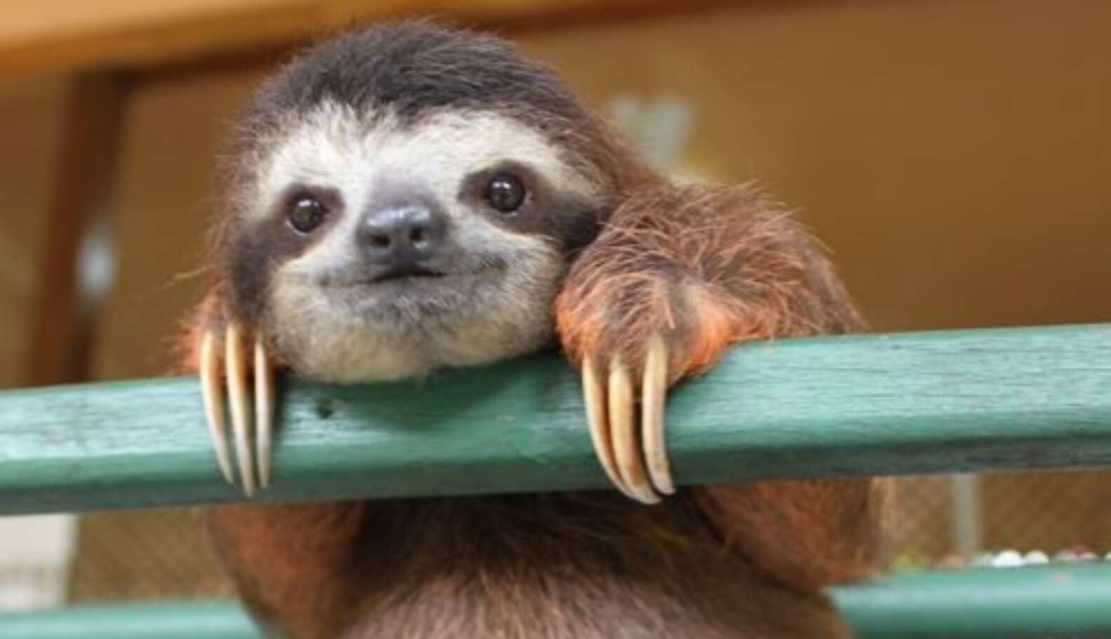 8 Awesome Things You Didn’t Know About Sloths - The Dodo