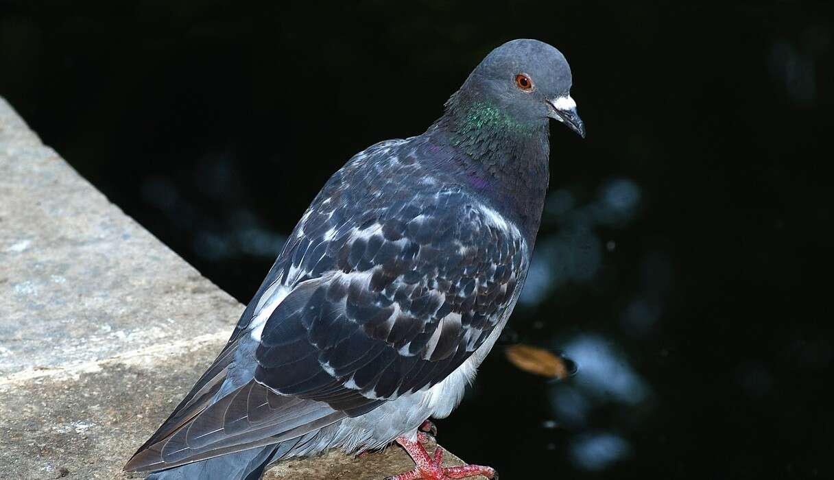pigeon smoking a cigarette Pigeon With A Cigarette Blamed For Setting Apartment Building On Fire