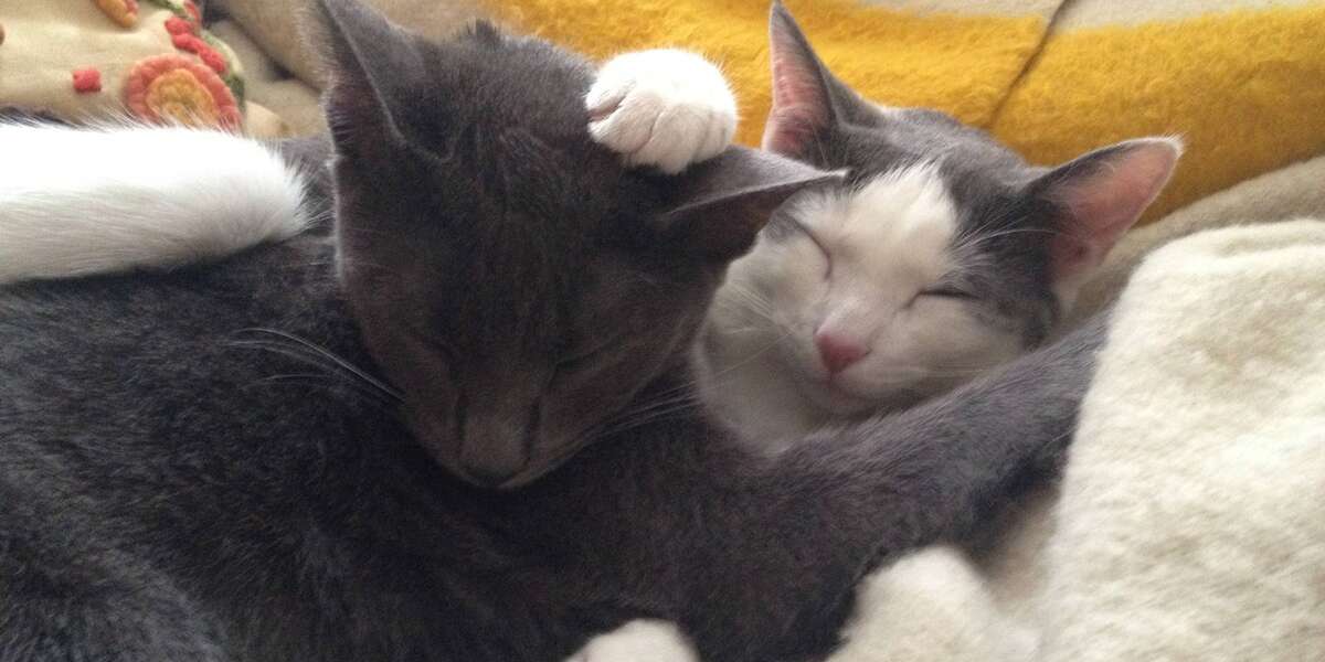 46 Lucky Animal Siblings Who Were Adopted Together - The Dodo