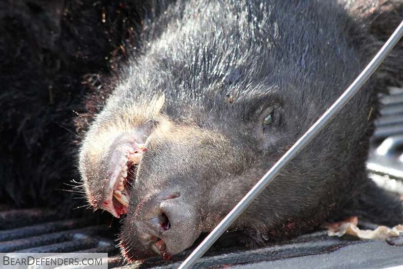 A list of about 3000 serial killers name and email addresses/bear hunting license recipients 2015/2016 - The Dodo A list of about 3000 serial killers name and email addresses/bear hunting license recipients 2015/2016 - The Dodo
