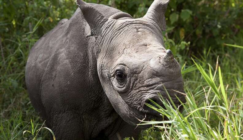 Fearless Rhinos Refuse To Die For Human Greed - The Dodo