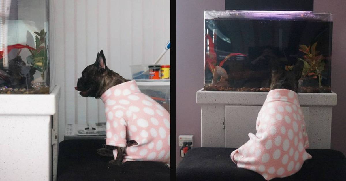 do dogs like fish tanks