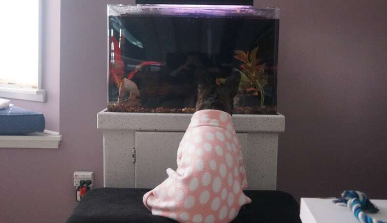 do dogs like fish tanks
