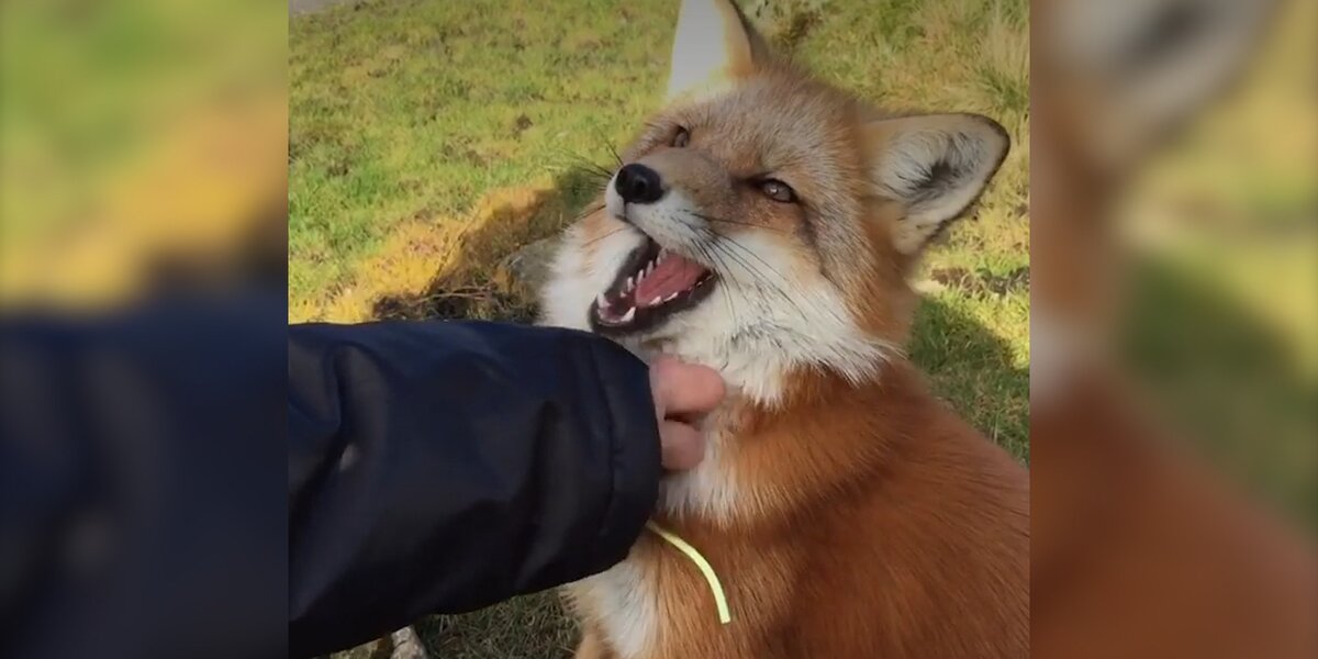 Rescued Fox Makes Friends With Everyone She Meets - Videos - The Dodo