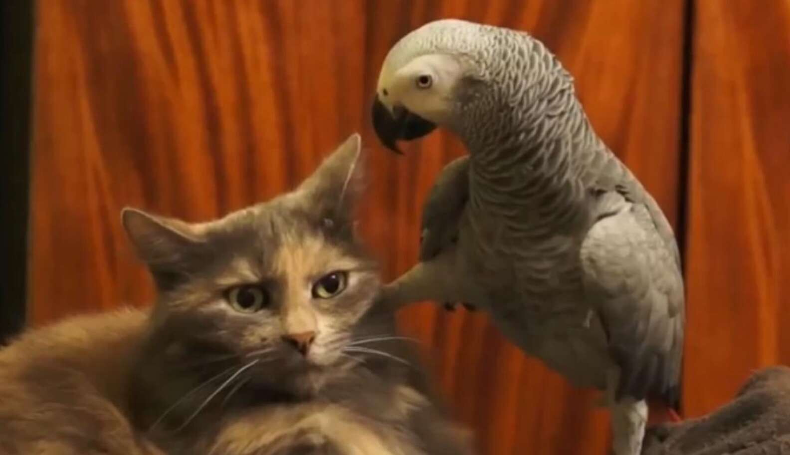 8 Cats Who Are Rejecting Bird Friendships - The Dodo