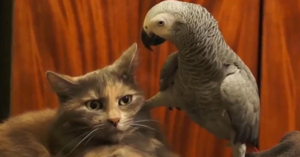 Cat bird прохождение