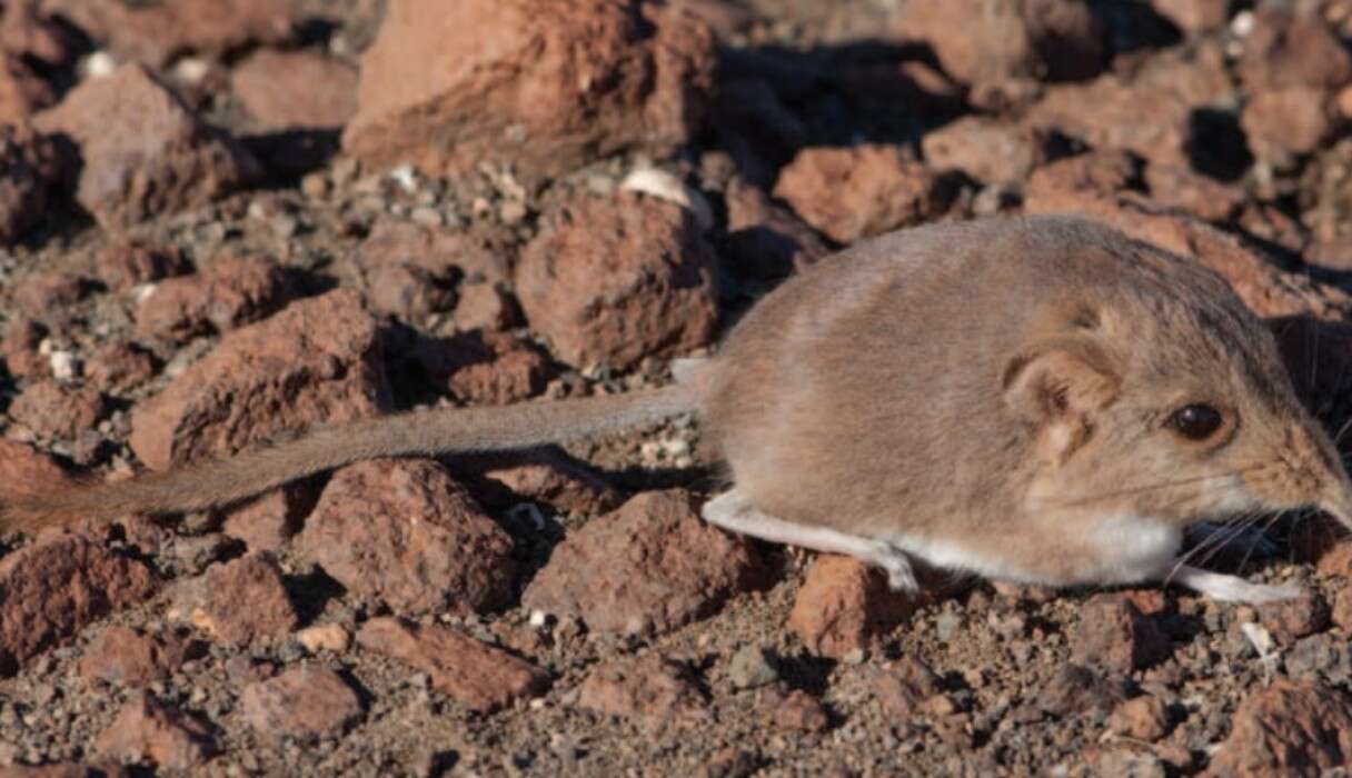 Грызун самоубийца 7 букв. Землеройка бурозубка. Macroscelides Micus. Мышь землеройка. Ящерица землеройка.