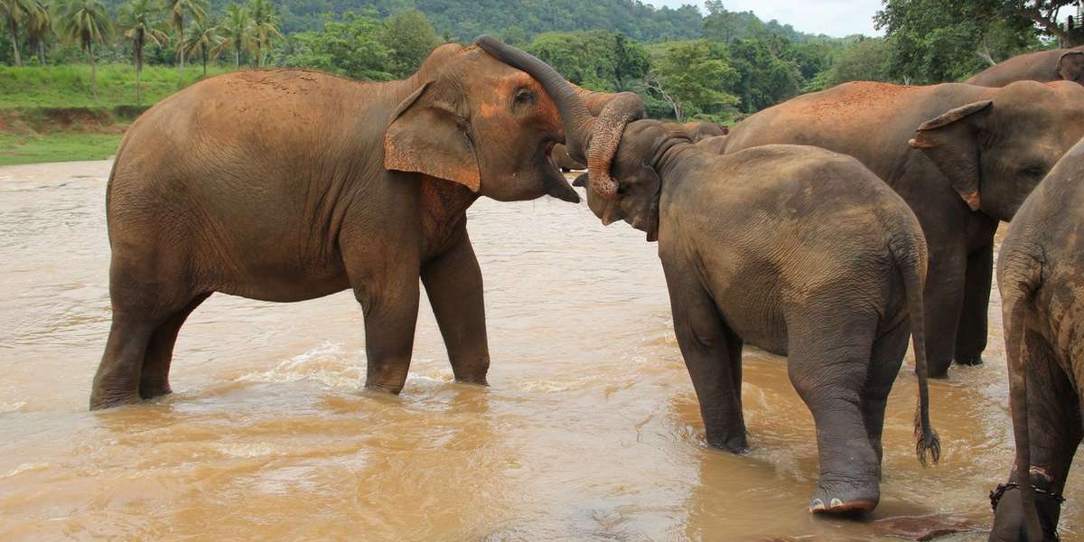 5 Traits That Prove Elephants Are Gentle Giants The Dodo