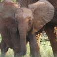 One Baby Elephant Is Inspiring Children To Save Wildlife