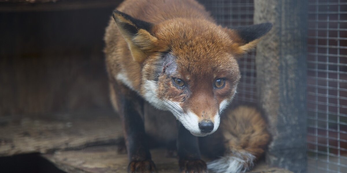 Foxy Lady Fox Won't Let Face Injury Get Her Down - The Dodo