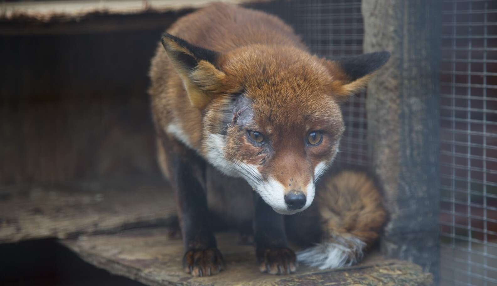 Foxy Lady Fox Won't Let Face Injury Get Her Down - The Dodo