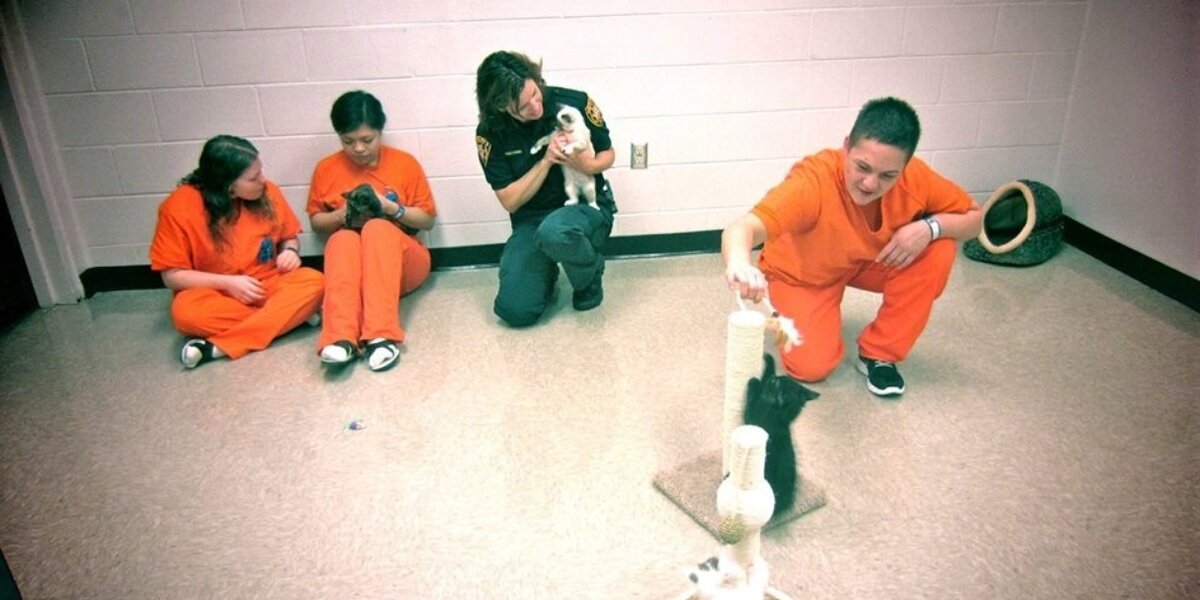 Jail's Pet Fostering Program Pairs Inmates With Homeless Cats - The Dodo