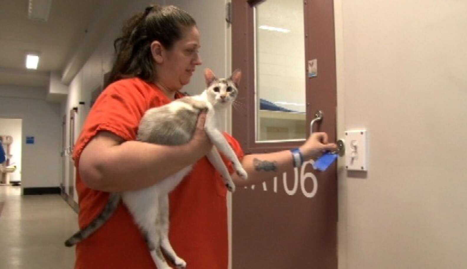 Jail's Pet Fostering Program Pairs Inmates With Homeless Cats - The Dodo