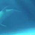 Albino Dolphin Is Trapped In A Tank Just So People Can Look At Her