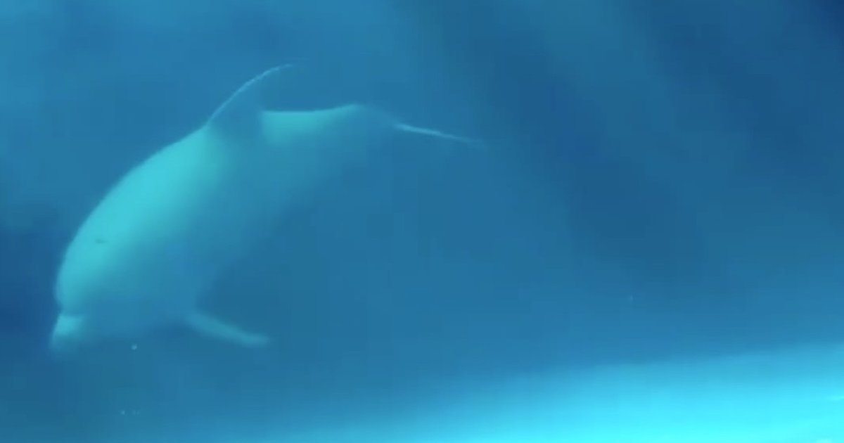 Albino Dolphin Is Trapped In A Tank Just So People Can Look At Her ...