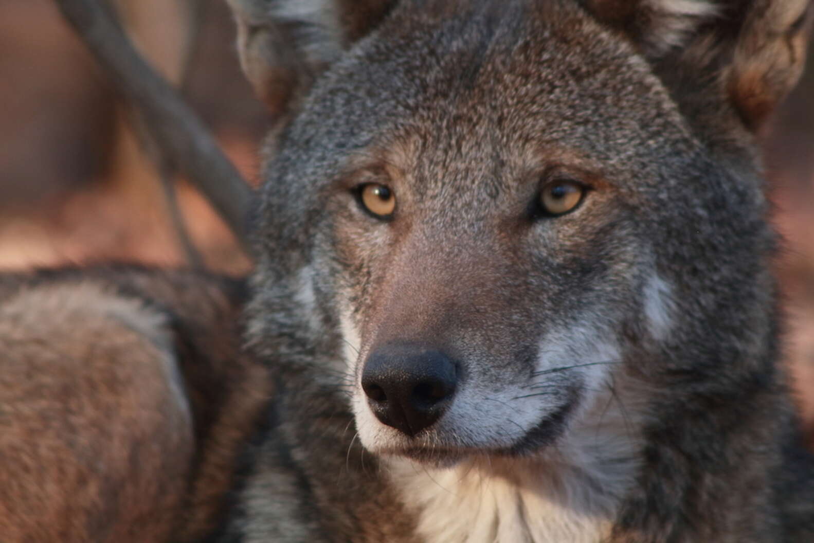 This Could Be The Last Red Wolf You'll Ever See - The Dodo