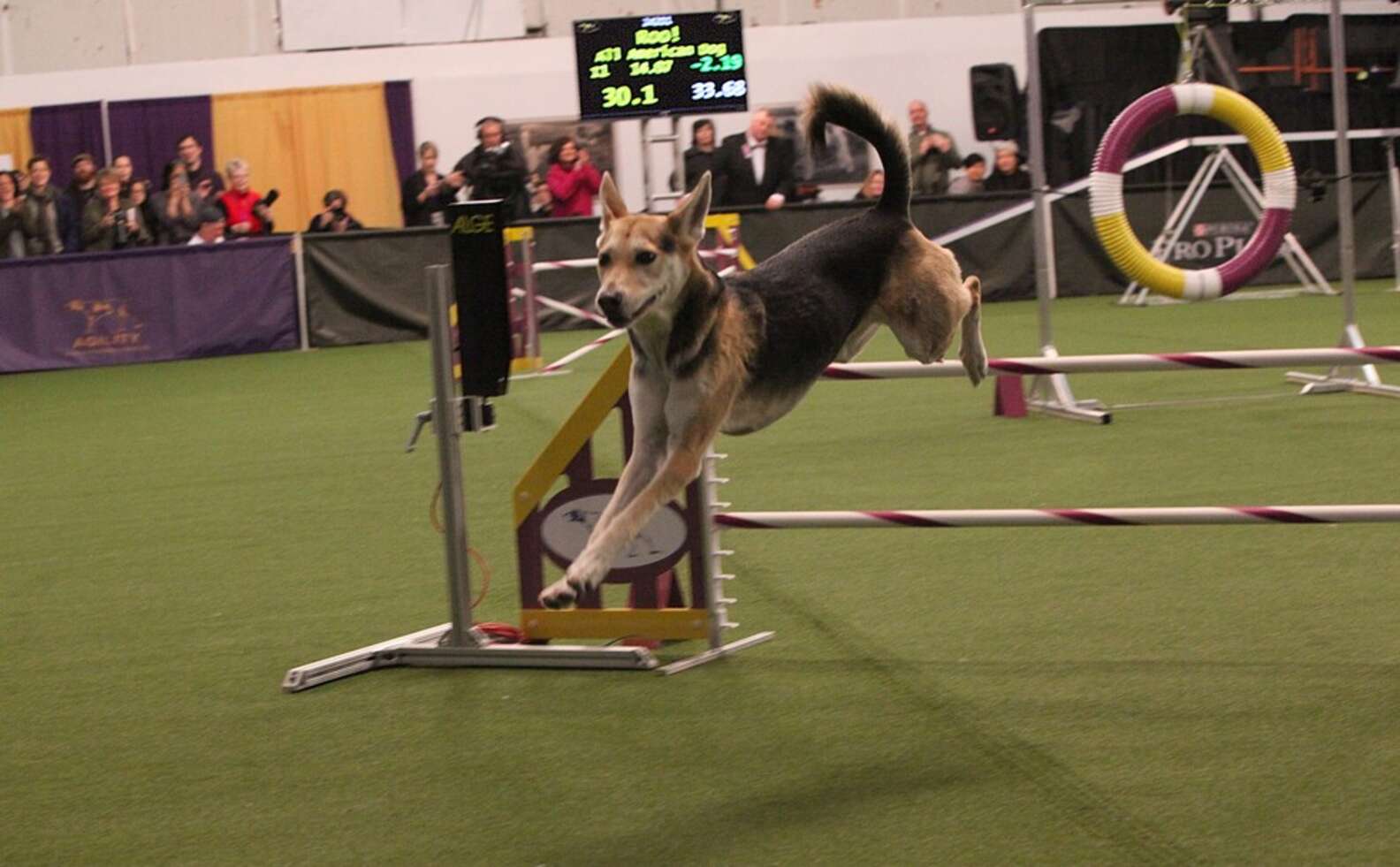 Mutts, Traditional Breeds Jump Through Hoops At Westminster - The Dodo