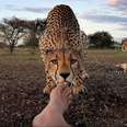 Cheetah And Photographer Do Something A Little Weird Together