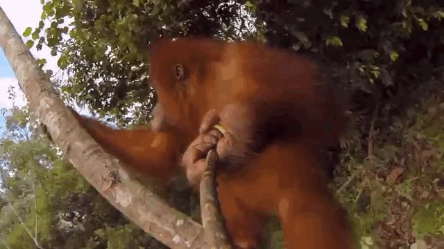 Orangutan Porn