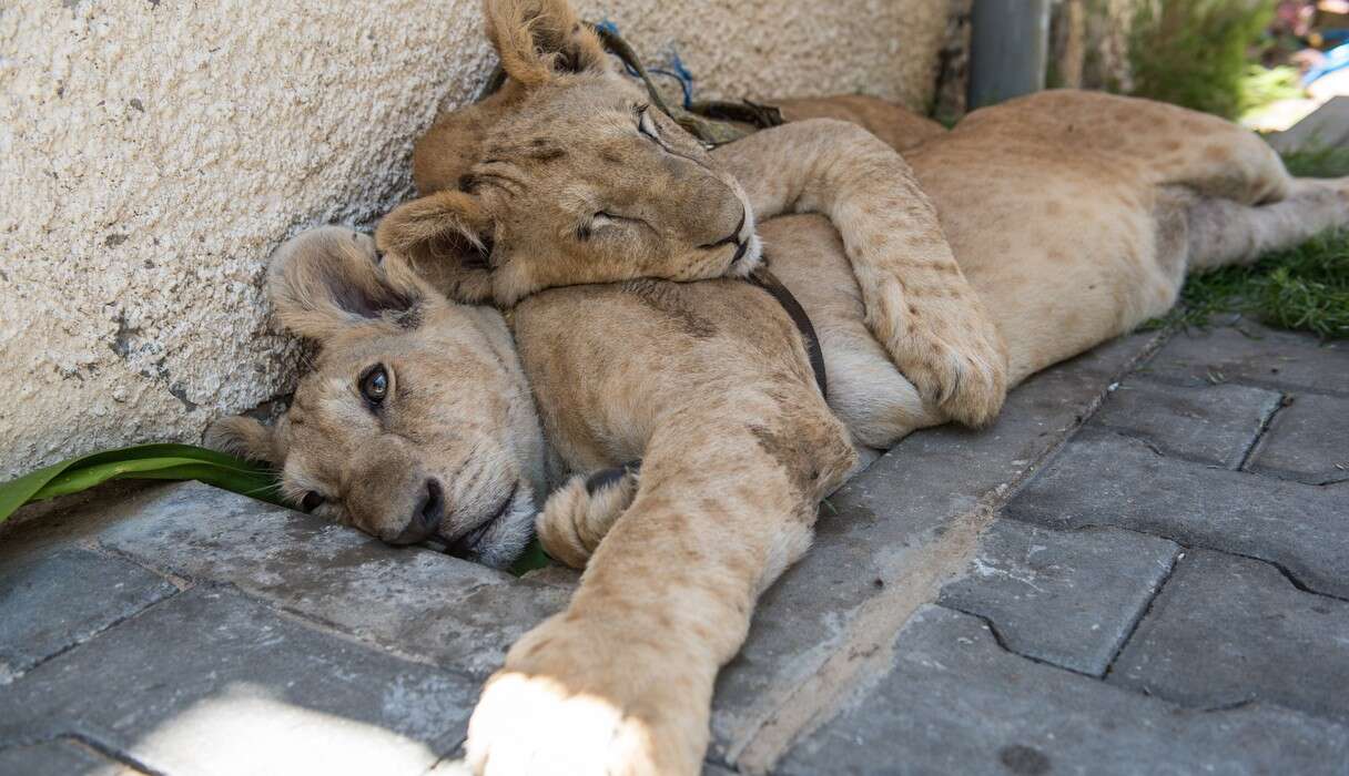 Сколько спят львы. Спящие львы. Спящий Львенок.
