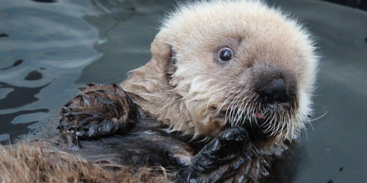 Endangered Baby Otter Rescued From Fishing Net, Recovering In A Big Tub ...
