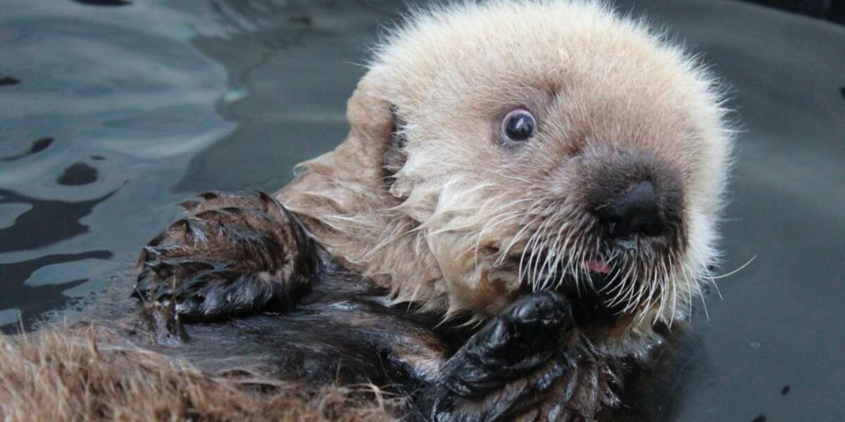 Endangered Baby Otter Rescued From Fishing Net, Recovering In A Big Tub 