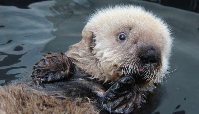 Endangered Baby Otter Rescued From Fishing Net, Recovering In A Big Tub ...