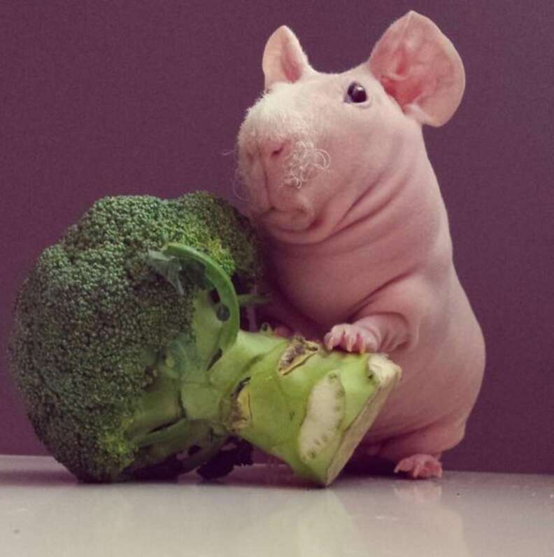 Guinea pigs top and broccoli