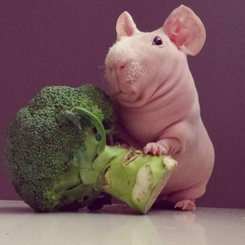 Guinea pigs shop and broccoli