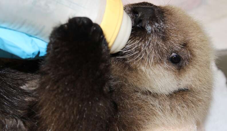 Endangered Baby Otter Rescued From Fishing Net, Recovering In A Big Tub ...