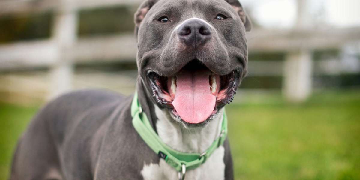 which states allow pit bulls