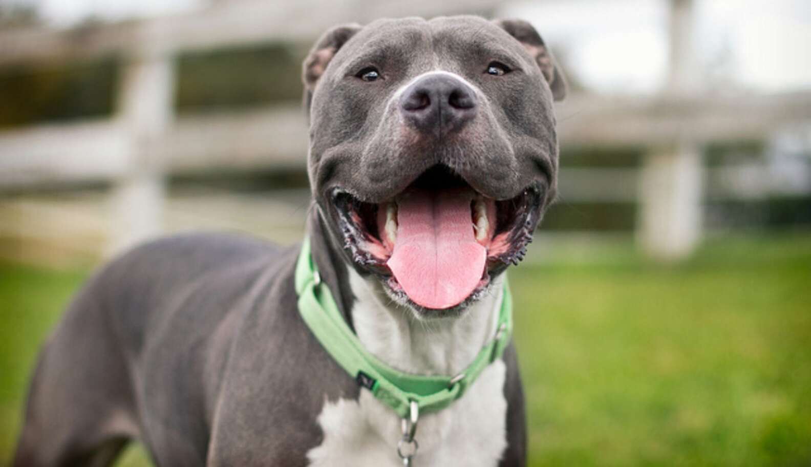 Pit Bull Discrimination Just Became Even More Unpopular - The Dodo