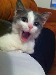 I Never Thought My Cat Would Go Missing Until She Did The Dodo