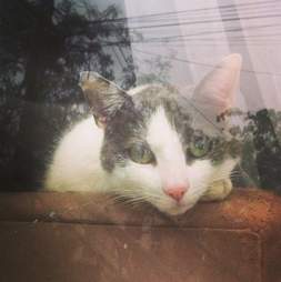 I Never Thought My Cat Would Go Missing Until She Did The Dodo