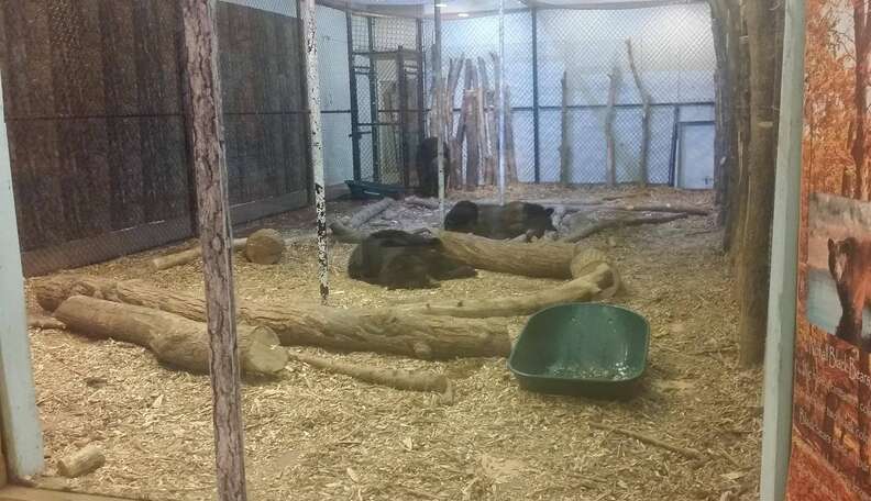 Bright Future Awaits Animals Rescued From Horrible Zoo Inside An Iowa ...