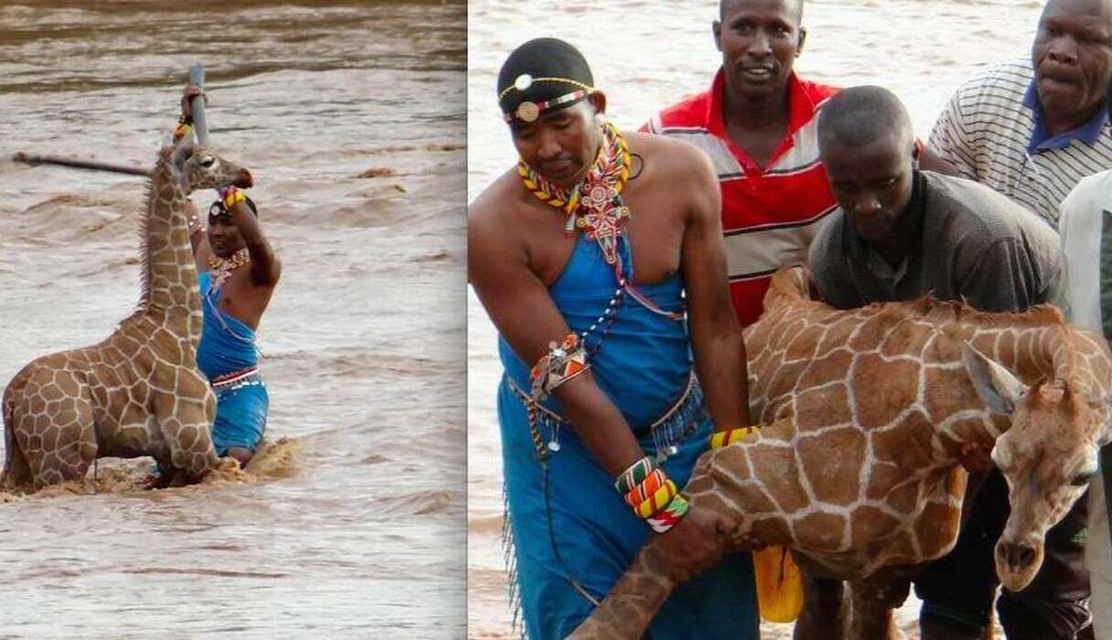 They Risked Their Lives To Save Baby Giraffe From Drowning - The Dodo
