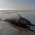 Noise Pollution: Getting Rid Of Dolphins' Silent Killer