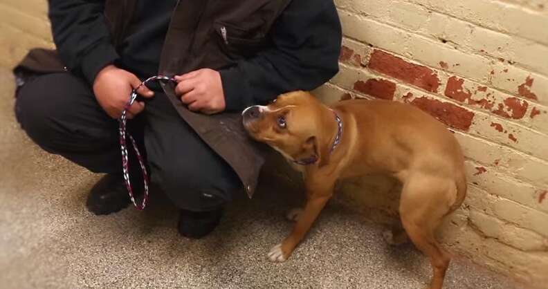 Too Scared To Even Walk, Rescued Dog Learns To Trust - The Dodo