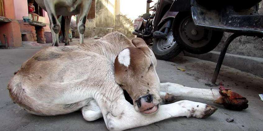 Mother Cow Refuses To Leave Her Injured Baby's Side - The Dodo