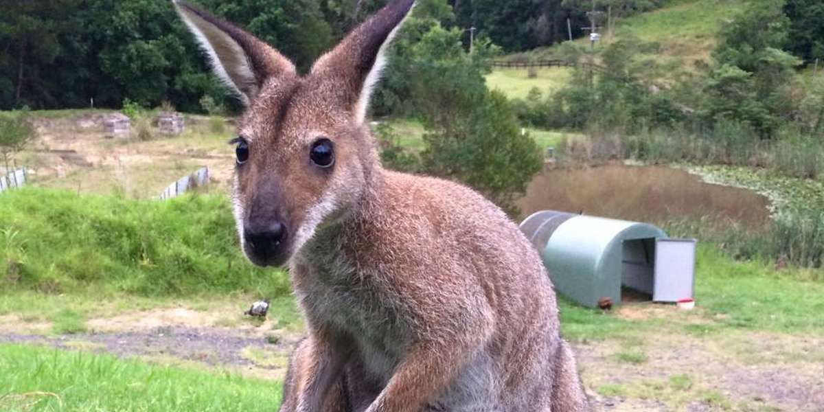 Wallaby Brings Her Son To Meet The Person Who Saved Her Life - The Dodo