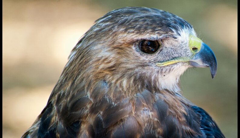 This Red-Tailed Hawk Cry Is Both Intimidating And Awesome - The Dodo