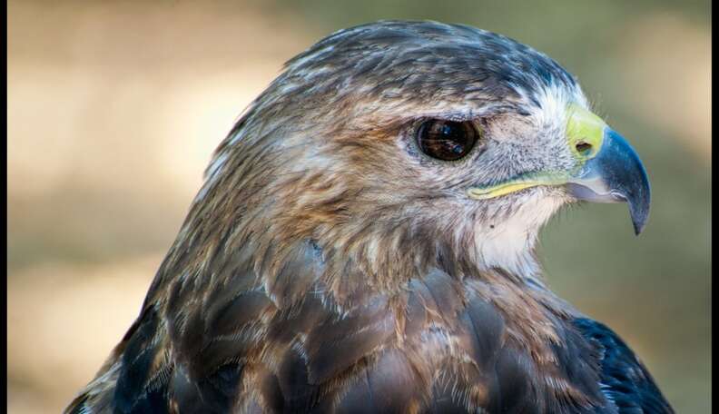 red tailed hawk face