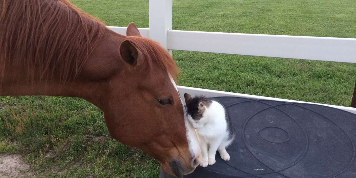 Cat Has Loved His Horse Ever Since He Was A Kitten The Dodo
