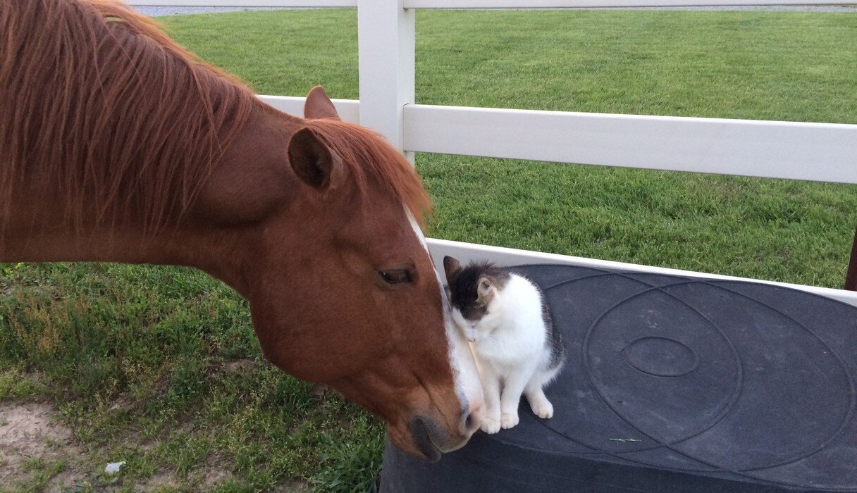 Cat Has Loved His Horse Ever Since He Was A Kitten - The Dodo